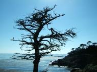 Asisbiz USA California Monterey Pebble Beach dead Cypress tree Aug 2004 07