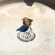 Asisbiz Sausalito bird looking for water San Francisco California July 2011 02