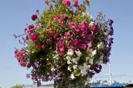 Asisbiz Sausalito boardwalk hanging flower pots Richardson Bay San Francisco California July 2011 02