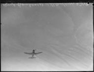 Asisbiz RAAF Vultee A 35A Vengeance A27 during training at at Williamtown NSW 25th Jan 1943 04