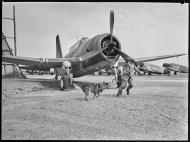 Asisbiz RAAF Vultee A 35A Vengeance A27 guarded by Air Force guard dogs 15th Sep 1944 01