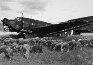 Asisbiz Junkers Ju 52 transport surrounded by a flock of sheep 01