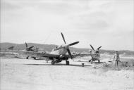 Asisbiz Spitfire MkIXs RAF 43Sqn at dispersal points on Ramatuelle 1944 IWM CL997